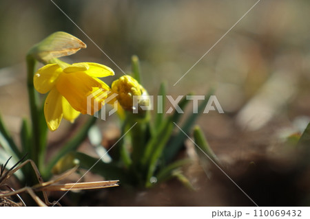 早春の光を浴びて咲く小さなスイセンの花 早春の光を浴びて咲く小さなスイセンの花 110069432