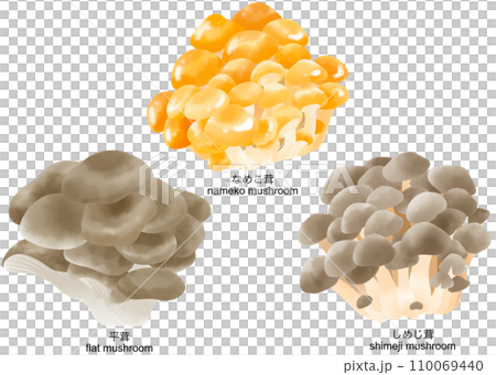 A set of watercolor illustrations of shimeji mushrooms, nameko mushrooms, and flat mushrooms. 110069440