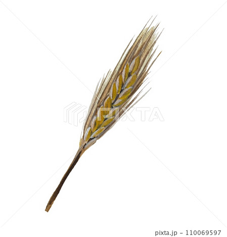 Spikelet yellow gold hand drawn watercolor sketch Spikelet yellow gold hand drawn watercolor sketch 110069597
