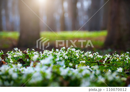 Blooming Snowdrop Anemone flowers under the trees closeup view Blooming Snowdrop Anemone flowers under the trees closeup view 110070012