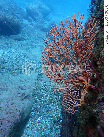 冬の水中 冬の水中 110070050