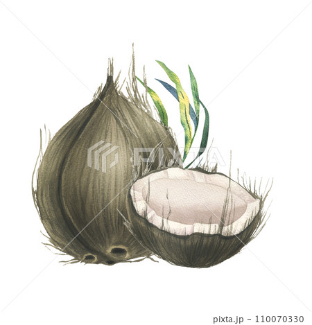 Coconuts whole, halves and pieces with bright, green, tropical palm leaves. Hand drawn watercolor illustration. Pre-made composition isolated from the background. 110070330
