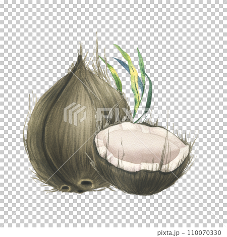 Coconuts whole, halves and pieces with bright, green, tropical palm leaves. Hand drawn watercolor illustration. Pre-made composition isolated from the background. Coconuts whole, halves and pieces with bright, green, tropical palm leaves. Hand drawn watercolor illustration. Pre-made composition isolated from the background. 110070330