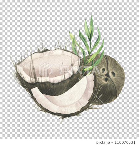 Coconuts whole, halves and pieces with bright, green, tropical palm leaves. Hand drawn watercolor illustration. Pre-made composition isolated from the background. Coconuts whole, halves and pieces with bright, green, tropical palm leaves. Hand drawn watercolor illustration. Pre-made composition isolated from the background. 110070331