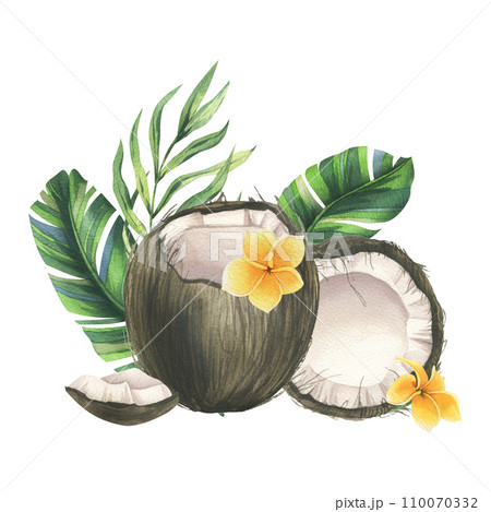 Coconuts whole, halves and pieces with bright, green, tropical palm leaves and yellow plumeria flowers. Hand drawn watercolor illustration. Pre-made composition isolated from the background. Coconuts whole, halves and pieces with bright, green, tropical palm leaves and yellow plumeria flowers. Hand drawn watercolor illustration. Pre-made composition isolated from the background. 110070332