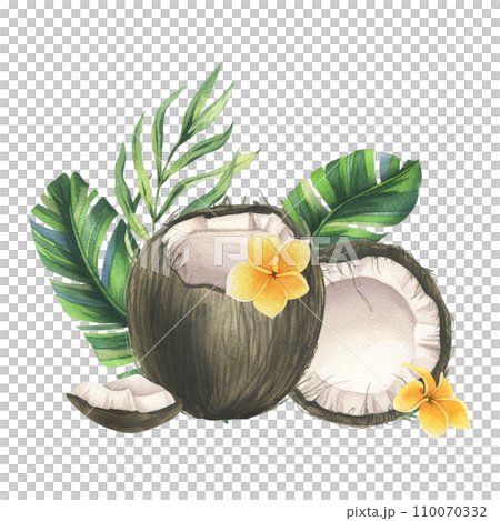 Coconuts whole, halves and pieces with bright, green, tropical palm leaves and yellow plumeria flowers. Hand drawn watercolor illustration. Pre-made composition isolated from the background. Coconuts whole, halves and pieces with bright, green, tropical palm leaves and yellow plumeria flowers. Hand drawn watercolor illustration. Pre-made composition isolated from the background. 110070332