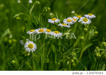 Erigeron annuus known as annual fleabane, daisy fleabane, or eastern daisy fleabane 110070363