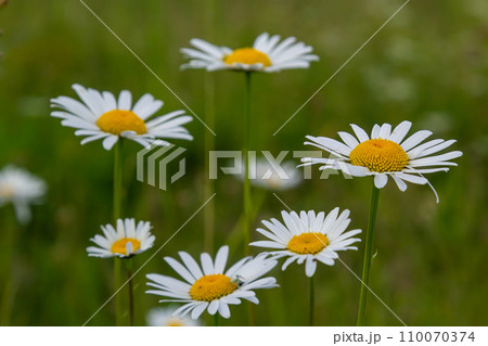 Wild daisy flowers growing on meadow, white chamomiles. Oxeye daisy, Leucanthemum vulgare, Daisies, Dox-eye, Common daisy, Dog daisy, Gardening concept 110070374