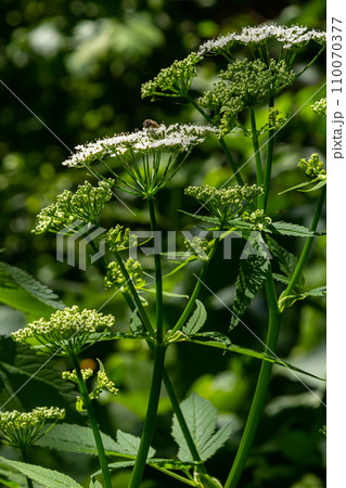 Conium maculatum, colloquially known as hemlock, poison hemlock or wild hemlock, is a highly poisonous biennial herbaceous flowering plant in the carrot family Apiaceae 110070377