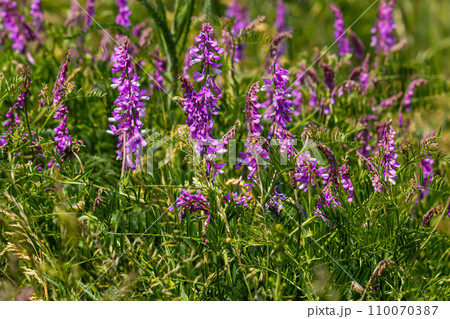 Vetch, vicia cracca valuable honey plant, fodder, and medicinal plant. Fragile purple flowers background. Woolly or Fodder Vetch blossom in spring garden Vetch, vicia cracca valuable honey plant, fodder, and medicinal plant. Fragile purple flowers background. Woolly or Fodder Vetch blossom in spring garden 110070387
