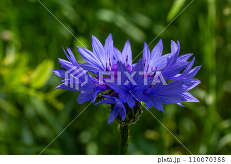 the blue cornflower centaurea cyanus is an edible plant 110070388