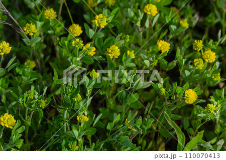 Trifolium campestre or hop trefoil flower, close up. Yellow or golden clover with green leaves. Wild or field clover is herbaceous, annual and flowering plant in the bean or legume family Fabaceae 110070413