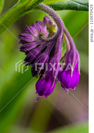 In the meadow, among wild herbs the comfrey Symphytum officinale is blooming In the meadow, among wild herbs the comfrey Symphytum officinale is blooming 110070429