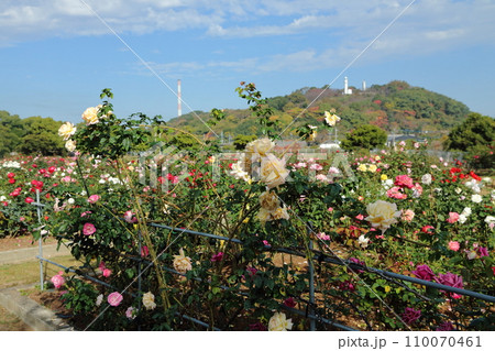 荒尾市　おもやい市民花壇　バラの花、 110070461