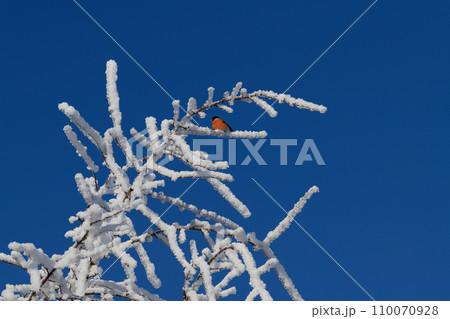 Twigs covered with ice and snow Twigs covered with ice and snow 110070928
