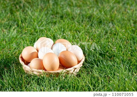 Eggs on green grass 110071055
