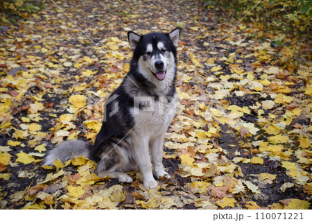 Alaskan malamute Alaskan malamute 110071221