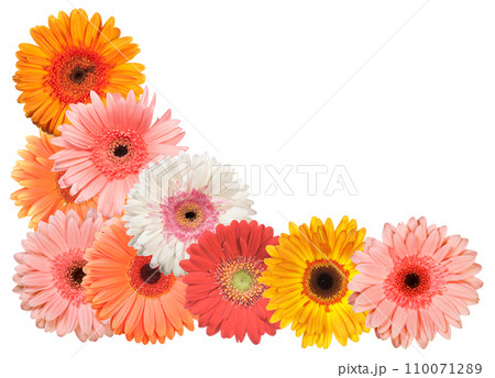 Gerbera flowers frame isolated on white background Gerbera flowers frame isolated on white background 110071289