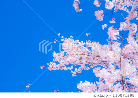 【桜素材】忍野村の桜と青空【山梨県】 110071299