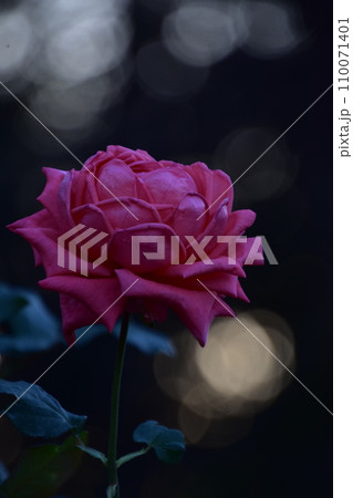 暗闇に浮かぶピンクのバラ 110071401