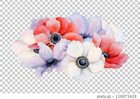 Pile of purple, red and white anemone flowers and petals watercolor illustration isolated on white background. Wedding or Red South Festival in Israel Negev desert designs with floral bouquet 110071428