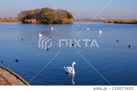 冬の朝 利根川の白鳥(千葉県香取市) 冬の朝 利根川の白鳥(千葉県香取市) 110071482