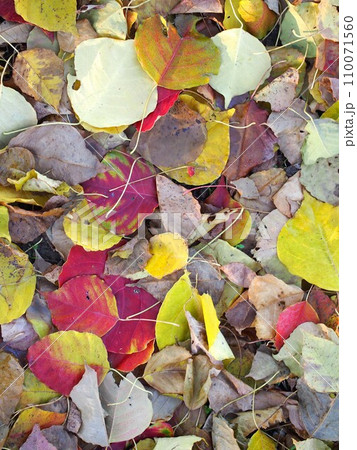紅葉したナンキンハゼの樹の下で(一面の南京櫨の落ち葉) 紅葉したナンキンハゼの樹の下で(一面の南京櫨の落ち葉) 110071560