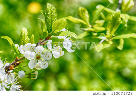 Cherry blossom 110071728