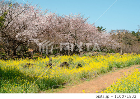 Sinsan Park spring scenery. yellow rape flower field and cherry blossoms in Jeju island, Korea Sinsan Park spring scenery. yellow rape flower field and cherry blossoms in Jeju island, Korea 110071832