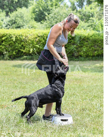 obedience training with a staffie 110071876