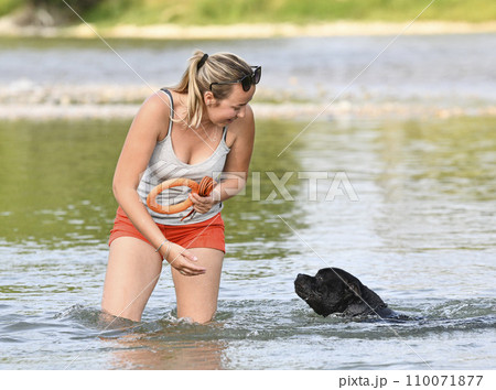 staffie swimming in river 110071877
