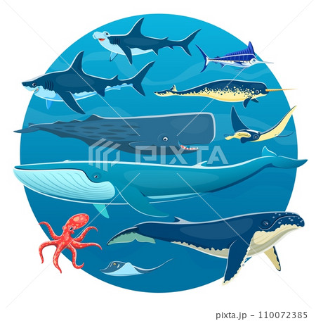 Cartoon sea animals, ocean underwater life fish, whales, octopus, sharks and rays. Vector marine animals of blue, sperm and humpback whales, hammerhead shark, narwhal, marlin, stingray and manta ray 110072385