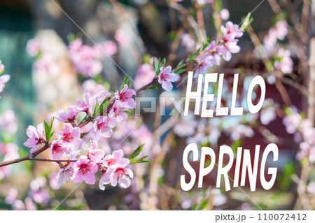 Close up of a tree branch with pink apricot tree flowers. The inscription Hello spring 110072412