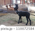 アルパカの衣替え 110072584