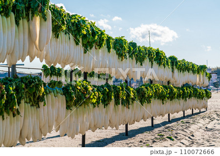【神奈川県】三浦の風物詩 大根干し 【神奈川県】三浦の風物詩 大根干し 110072666