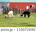 牧場で草を食べるアルパカたち 110072690