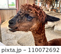 アルパカの衣替え 110072692