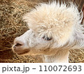 ふわふわなアルパカ 110072693