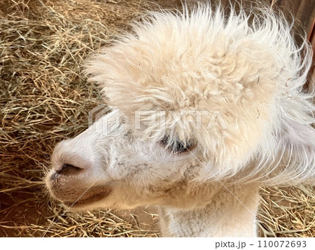 ふわふわなアルパカ ふわふわなアルパカ 110072693