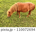 草を食べる馬 110072694