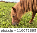 草を食べる馬 110072695