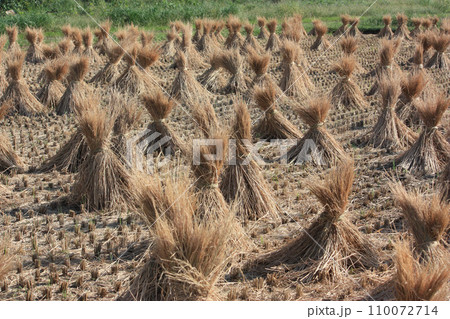 稲刈りを終えた田んぼ 稲刈りを終えた田んぼ 110072714