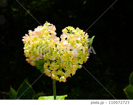 初夏に咲いたハート形の淡いピンクのかわいい紫陽花 初夏に咲いたハート形の淡いピンクのかわいい紫陽花 110072725