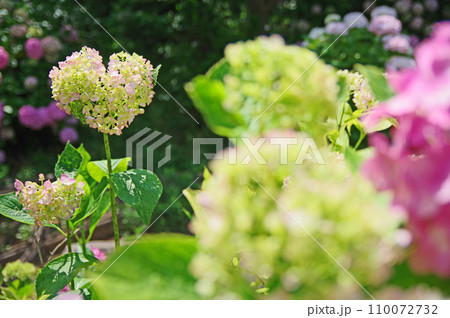 初夏に咲いたハート形の淡いピンクのかわいい紫陽花 初夏に咲いたハート形の淡いピンクのかわいい紫陽花 110072732