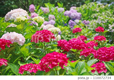 初夏に綺麗な花が咲いた落葉低木の紫陽花 初夏に綺麗な花が咲いた落葉低木の紫陽花 110072734