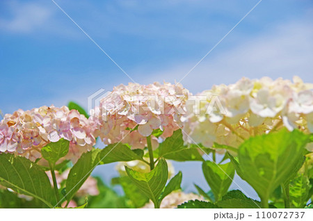 初夏に美しい薄紅色の花が咲いたアジサイと青空 初夏に美しい薄紅色の花が咲いたアジサイと青空 110072737