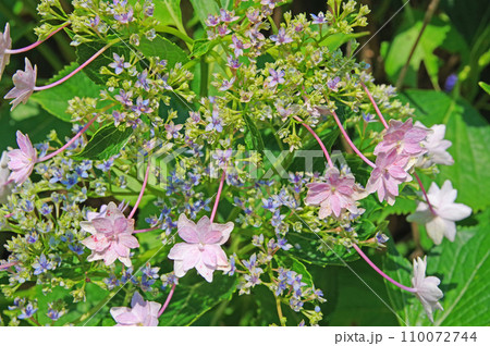 八重咲きの紫陽花ピンク色のダンスパーティー 八重咲きの紫陽花ピンク色のダンスパーティー 110072744