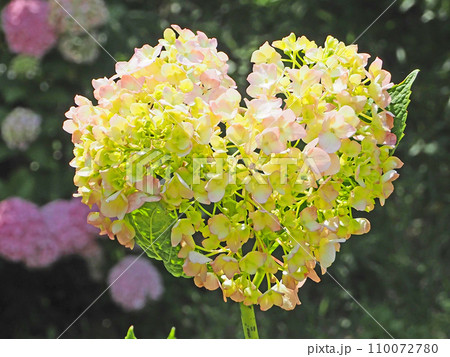 初夏に咲いたハート形の淡いピンクのかわいい紫陽花 初夏に咲いたハート形の淡いピンクのかわいい紫陽花 110072780