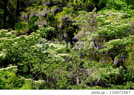 雑木林のミズキと野フジの花 【相模原市津久井 4月】 雑木林のミズキと野フジの花 【相模原市津久井 4月】 110072967
