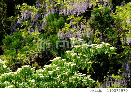 森の新緑に包まれるミズキと野フジの花 【相模原市津久井 4月】 森の新緑に包まれるミズキと野フジの花 【相模原市津久井 4月】 110072970